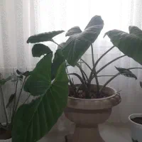 گل بابا آدم بزرگ با گلدان پایه دار لاکچری