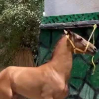 خرید و فروش اسب