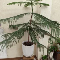 کاج مطبق با گلدان سرامیکی