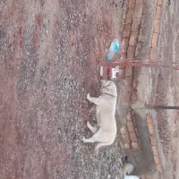 سگ پاپی|سگ|فریمان, |دیوار