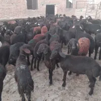 شیشک گوسفند میش بره