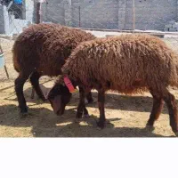 بره قوچ همو