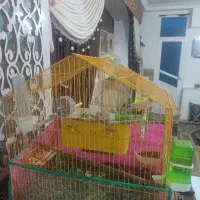 قناری مست آواز خوان