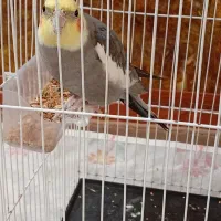 عروس هلندی