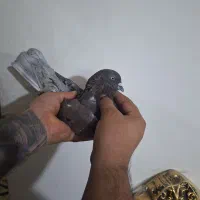 کفتر|پرنده|محمدشهر, محمدشهر|دیوار