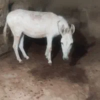 الاغ جوان سر حال