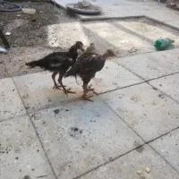 جوجه لاری