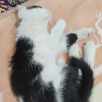 گربه اهلی خانگی