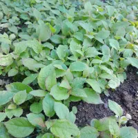 شیتیل کیوی خیاری درجه 1