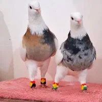 قناری خ ر م ا نر