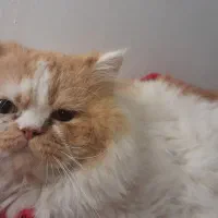 پرشین پیدا بشود