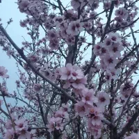 بادام|خوردنی و آشامیدنی|بروجرد, |دیوار