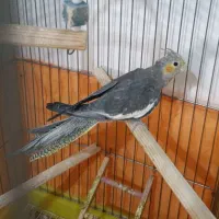 جوجه عروس هلندی نرسخنگو