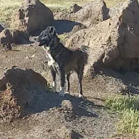 سگ گله ای|سگ|تویسرکان, |دیوار