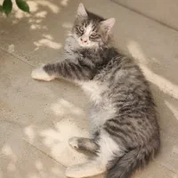 واگذاری بچه گربه ۳ ماهه