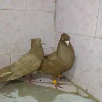 کبوتر