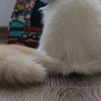 پرشین ماده