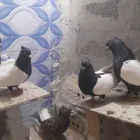 یک‌ بوم کفتر رنگی درجه یک