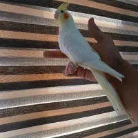 ۴تا عروس هلندی