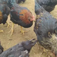 نژاد بلک استار تخم گذاری بالا