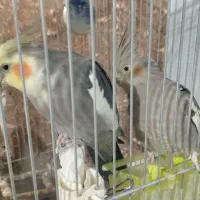 عروس هلندی مولد