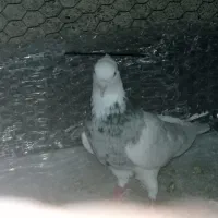 کفتر|پرنده|مشهد, هفده شهریور|دیوار