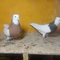 طوقی