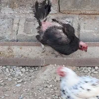 دو عدد مرغ کرچ