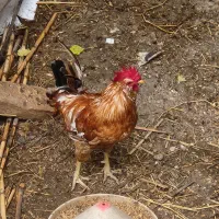 خروس گلین