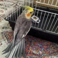 یک جفت عروس هلندی