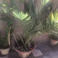 گل وگیاه طبیعی