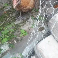 دوعدد جوجه محلی ۴ماهه
