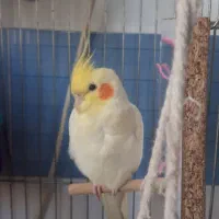 گمشده(فروخته شده)