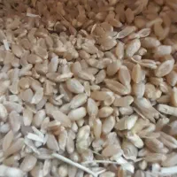 گندم ۱۲ کیلو گرم تقریبی