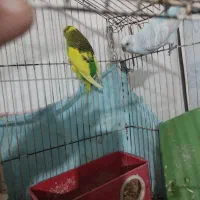 مرغ عشق نرو ماده با جوجه