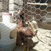 نوچه لاری