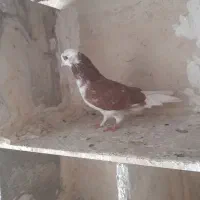 کفتر|پرنده|کرج, پیشاهنگی|دیوار