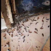 سمپاشی خانه و باغ ساس و سوسک