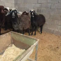 گوسفند