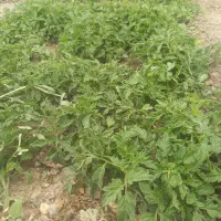 شتیل گوجه‌
