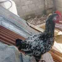 جوجه خروس|حیوانات مزرعه|لاهیجان, بازکیاگوراب|دیوار