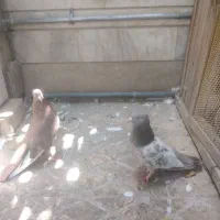 ماده