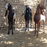 بز کاموری