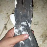 ساده افشون
