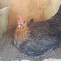 مرغ کرچ
