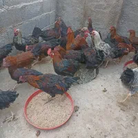 خروس|حیوانات مزرعه|ساروق, |دیوار
