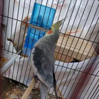 عروس هلندی