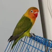 طوطی