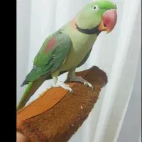 شاه طوطی نر سالم و سرحال