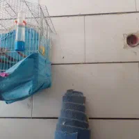 قناری سهره خاکی و قفس